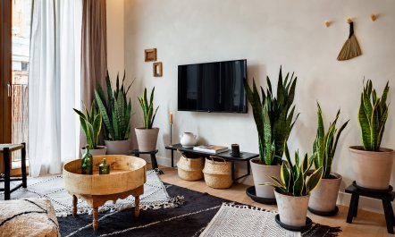 Sansevieria Leaf 3