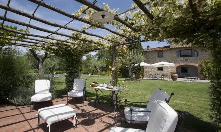 Olive Vineyards 2