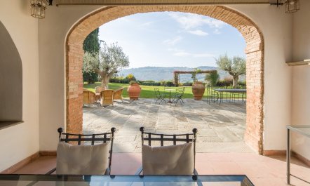 Olive Vineyards 4