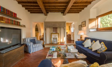 Olive Vineyards 8