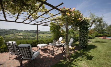 Olive Vineyards 3