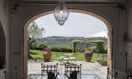 Olive Vineyards 1