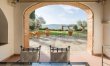 Olive Vineyards 4