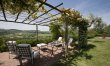 Olive Vineyards 3