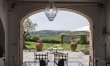 Olive Vineyards 1