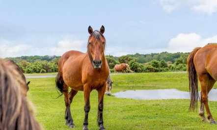 4 Bed in Salisbury 2
