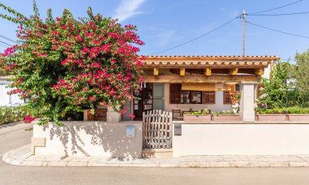 Bougainvillea Bolero