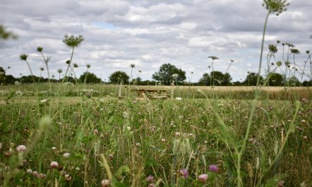 Frith Mead 8
