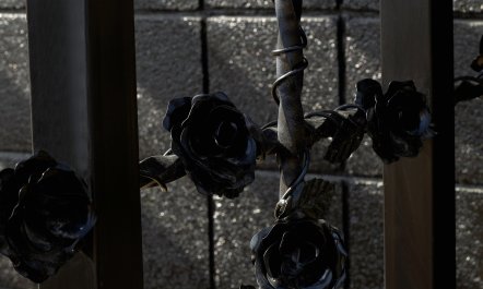 Black Rose 1