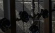 Black Rose 1