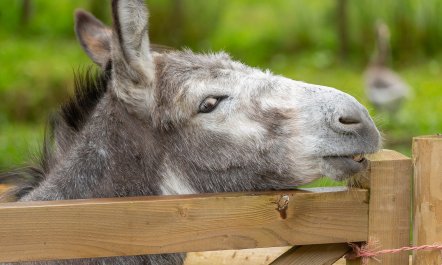 The Threshing Barn 1