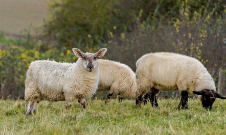 2 Bed in Doncaster 3