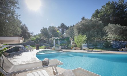 Olive Orchard Oasis 1