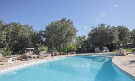 Olive Orchard Oasis 2