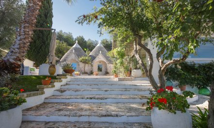Olive Orchard Oasis