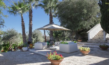 Olive Orchard Oasis 3