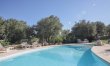 Olive Orchard Oasis 2