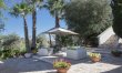 Olive Orchard Oasis 3