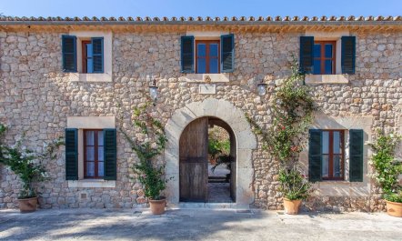 Palma Olive 1