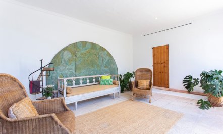 Palma Olive 7