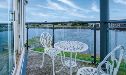 The Shrinking Violet 0