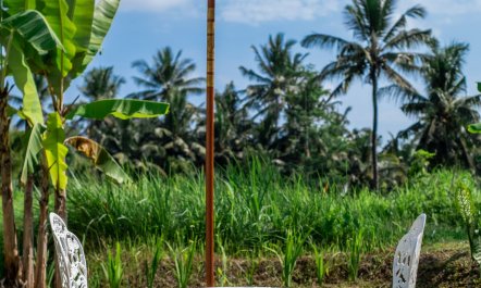 The Vine & The Moon 4