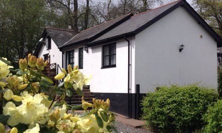 Nuthatch, nr Huntsham 2