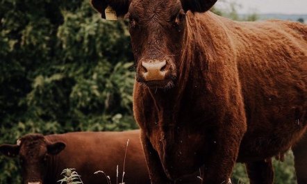 Ash Hut, Wiveliscombe 7