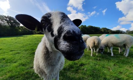 Linhay, Swimbridge 1