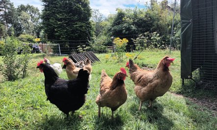 Linhay, Swimbridge 3