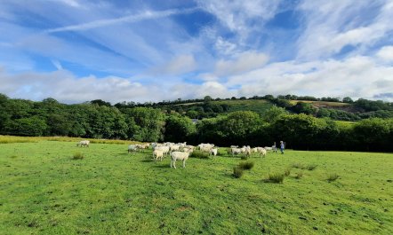 Linhay, Swimbridge 2