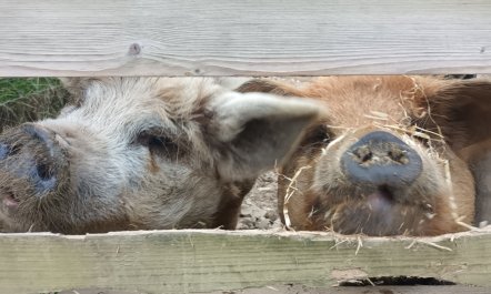 Linhay, Swimbridge 0