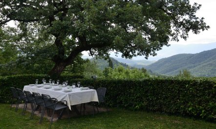 Vines & Lavender 8