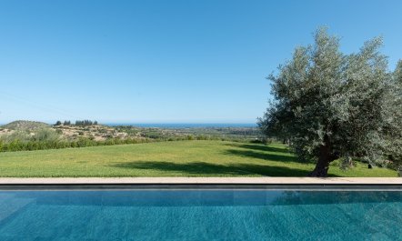Sicilian Olives 4