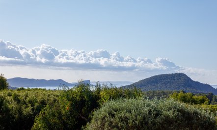 Mimosa Trees 1
