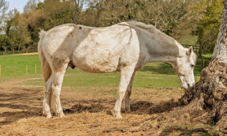 1 Bed in Fifehead Neville 2