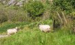 3 Bed in Eyeries 6