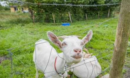 3 Bed in Bruckless 4