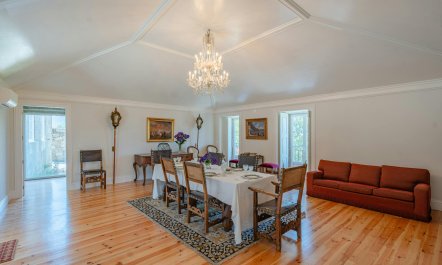 Vines of the Douro 1