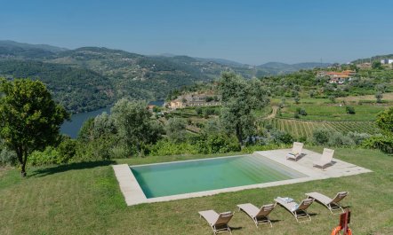 Vines of the Douro 2