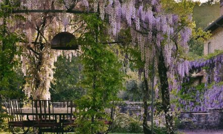 Wisteria & Wine 8