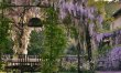 Wisteria & Wine 8