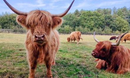 5 Bed in Clenchwarton 1