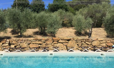 Tuscan Olives & Cypresses 1