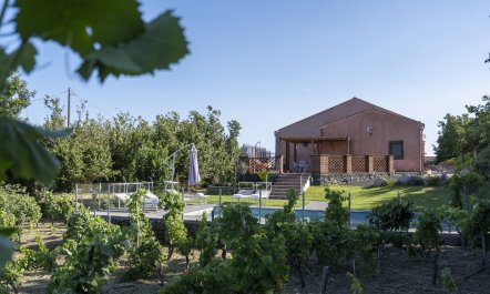 Etna Vineyard 2