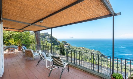 Mediterranean Pine 3