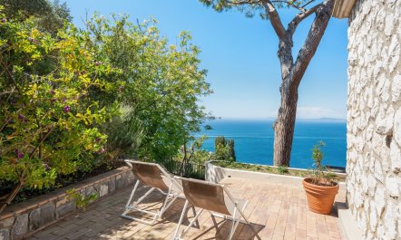 Mediterranean Pine 9