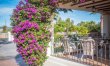 Bougainvillea Blush 2